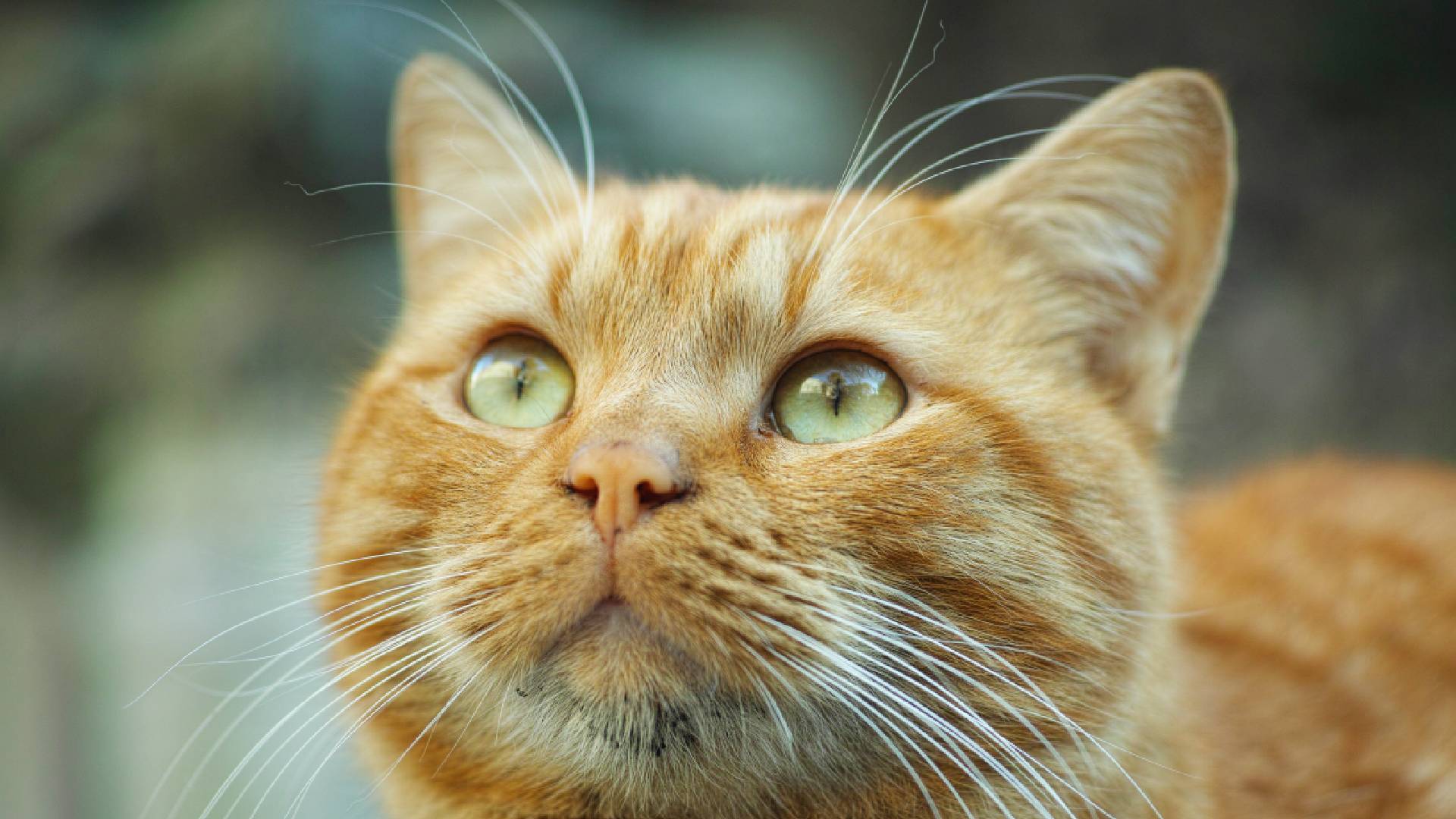 Land O' Lakes, FL 34638 Veterinary Services Animal Health Center Of