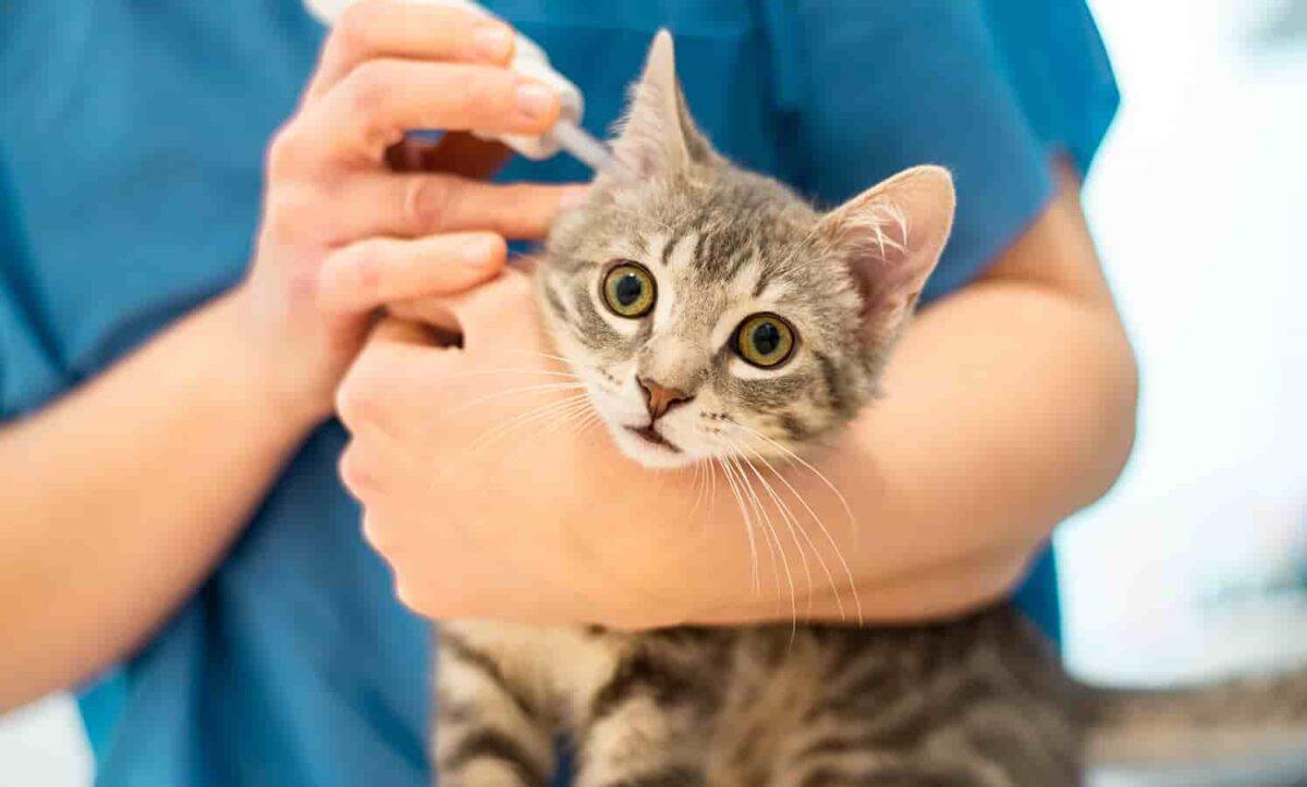 A cat receives tick preventative.